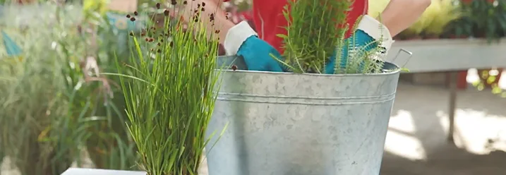 Person bepflanzt Zinkwanne